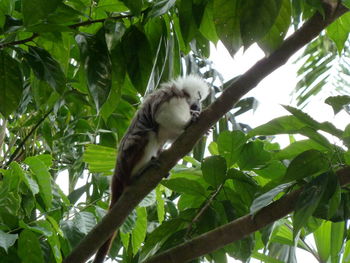 Low angle view of a cat on branch