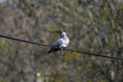 Low angle view of bird perching on cable