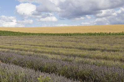 Scenic view of agricultural field against sky