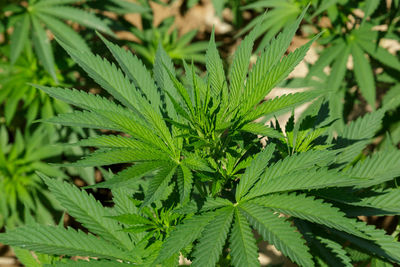 Marijuana plants in the first medicinal plant in the netherlands