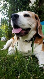 Close-up of dog looking away on field