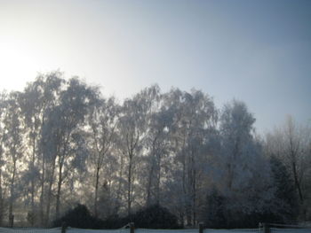 Trees on snow covered landscape