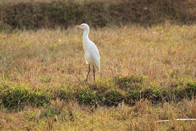 Bird perching on a field