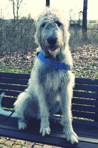 Portrait of dog sitting on tree