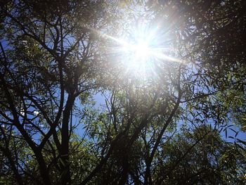 Low angle view of trees against sky