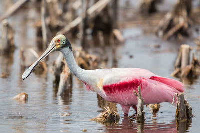 Roseate spoonbill,platalea ajaja, florida, united states