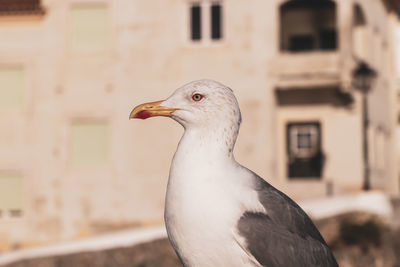 Close-up of seagull