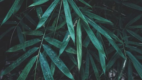 Full frame shot of grass