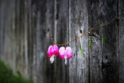 Close-up of pink flowers