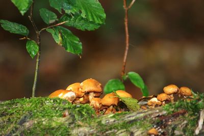 Close-up of mushrooms growing on tree