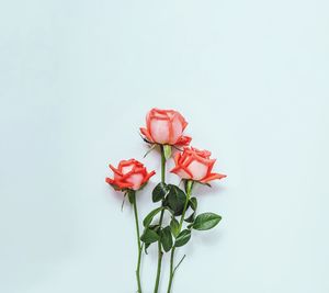 Close-up of rose against white background