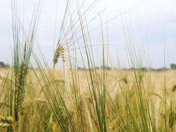 Close-up of grass on field against sky