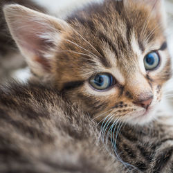 Close-up of cat