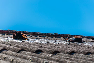 Surface level view of horse against clear blue sky