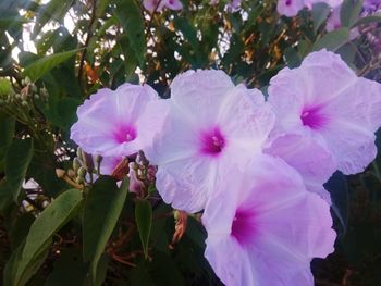 Close-up of pink flowering plant