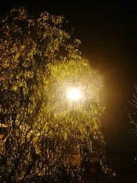 Low angle view of trees against sky