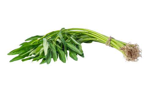 Close-up of leaf against white background