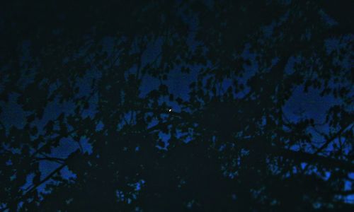 Low angle view of trees at night