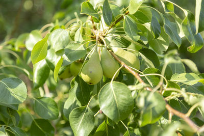 Green young pears on a branch with leaves.