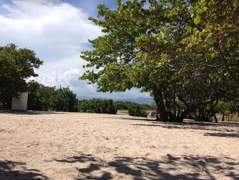 Trees on sand against sky