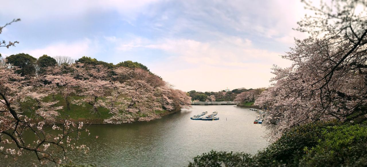 water, tree, sky, cloud - sky, tranquility, tranquil scene, river, nature, growth, transportation, scenics, beauty in nature, plant, cloud, lake, nautical vessel, day, boat, outdoors, cloudy