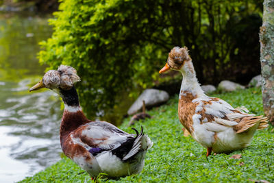 Ducks on a field