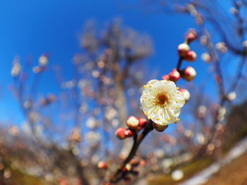 Close-up of flowers blooming in park