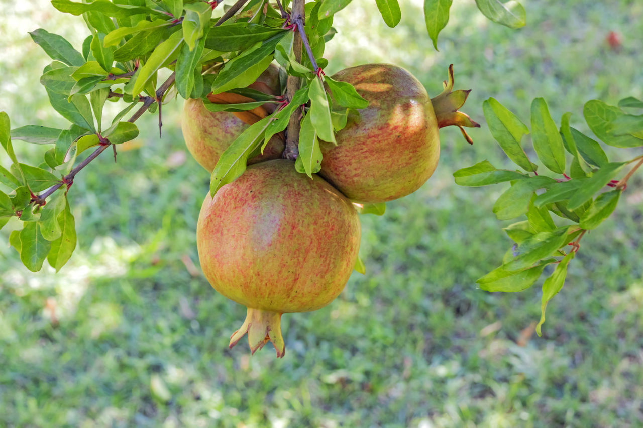 CLOSE-UP OF FRUITS ON TREE