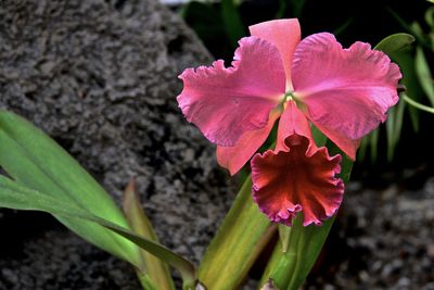 Close-up of pink hibiscus blooming outdoors