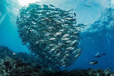 School of bigeye trevally, underwater photography