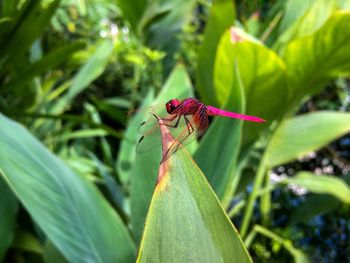 Close-up of insect on flower