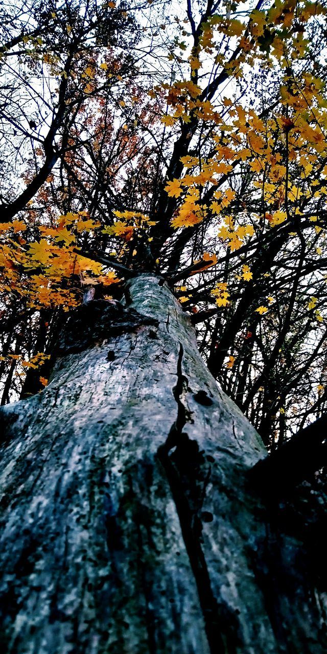 LOW ANGLE VIEW OF LICHEN ON TREE TRUNK