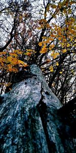 Low angle view of autumn tree