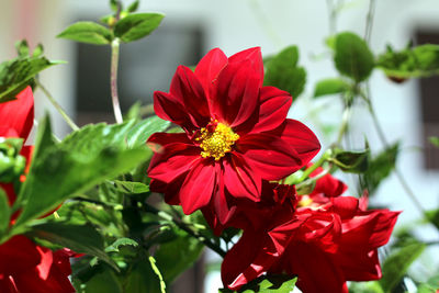 Close-up of red flowering plant