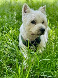 dog