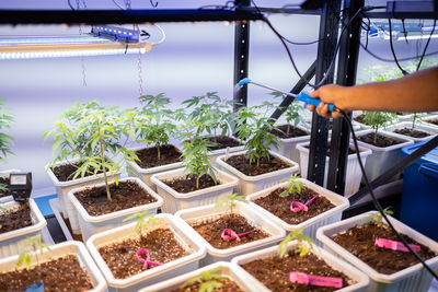 High angle view of potted plants