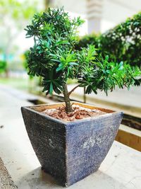 Close-up of potted plant on table in yard