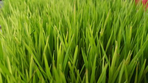 Full frame shot of fresh green grass