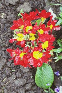 Close-up of red flowers