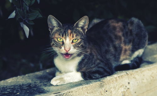 Portrait of cat meowing while relaxing on retaining wall