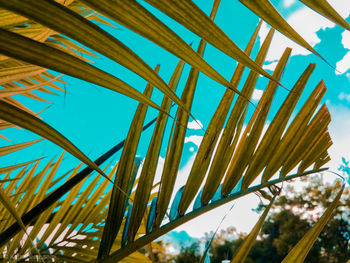 Low angle view of palm trees against blue sky