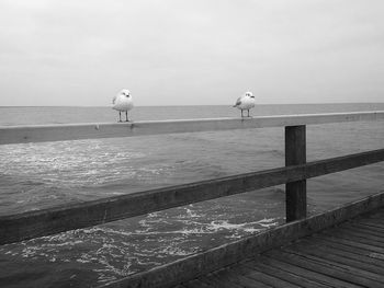 Seagulls perching on pier over sea