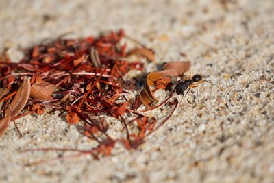 Close-up of insect