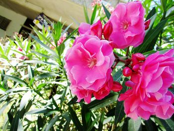 Close-up of pink flower