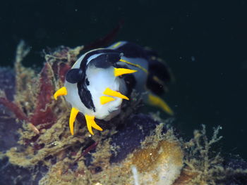 Close-up of fish underwater