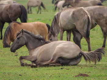 Horses in a field