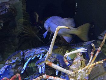 Close-up of jellyfish swimming in aquarium