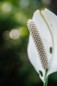 Close-up of white flowering plant