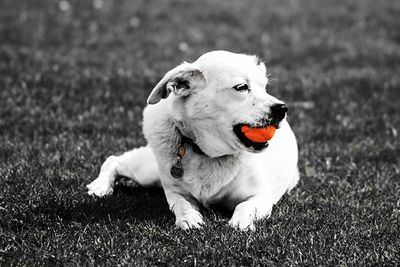 Close-up of dog sitting on grass
