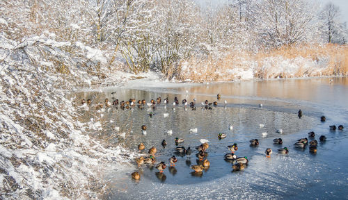 High angle view of birds in water during winter